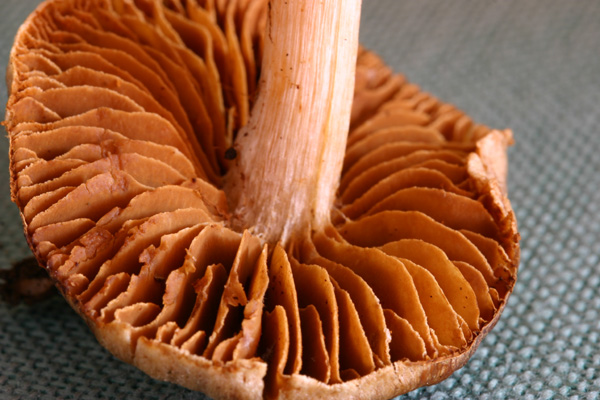 Cortinarius vernus H.Lindsr. & Melot